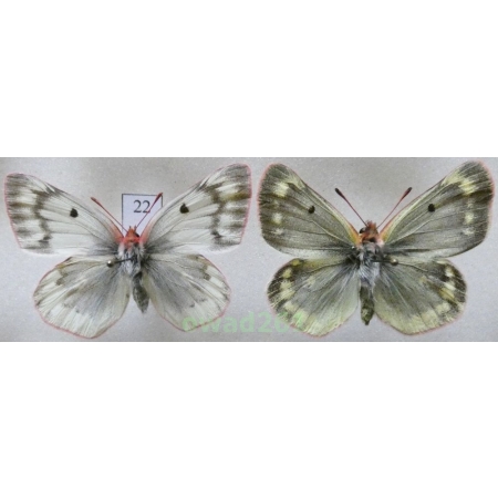 Colias phicomone (Esper, 1780) pair Austria22